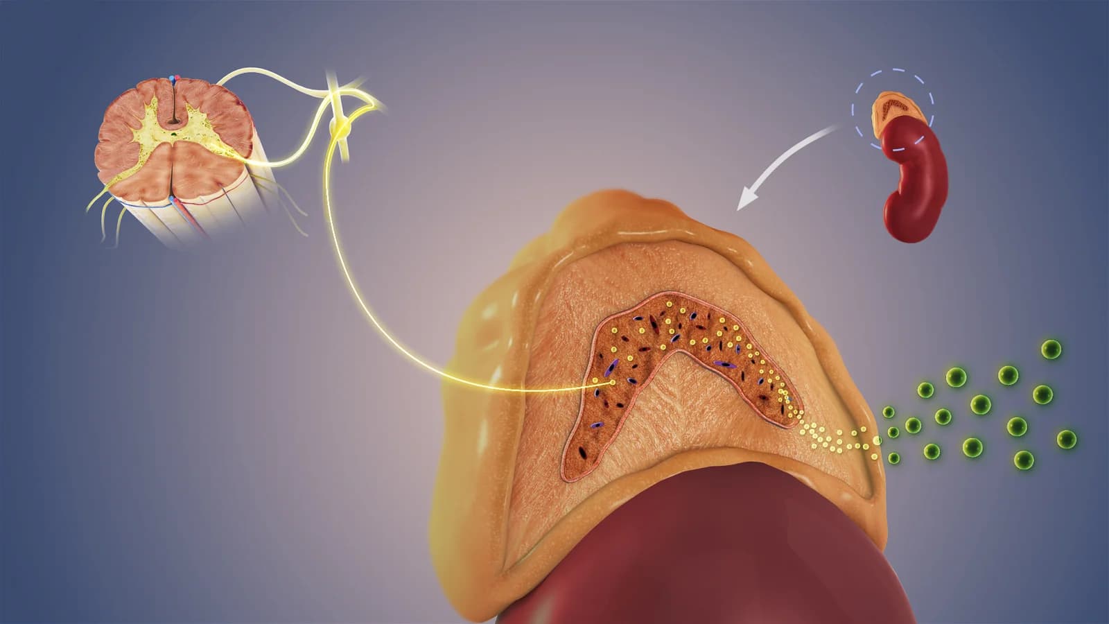 Anatomy of the autonomic nervous system