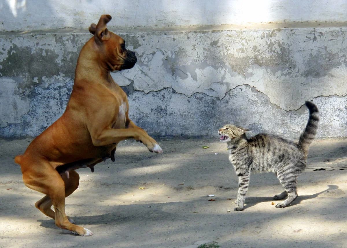 Dog and cat showing instinctive fight-or-flight responses