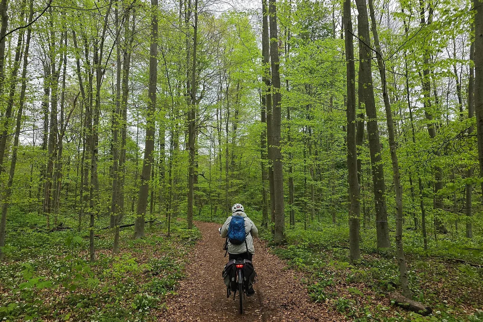 Layered green tones of a forest canopy and undergrowth
