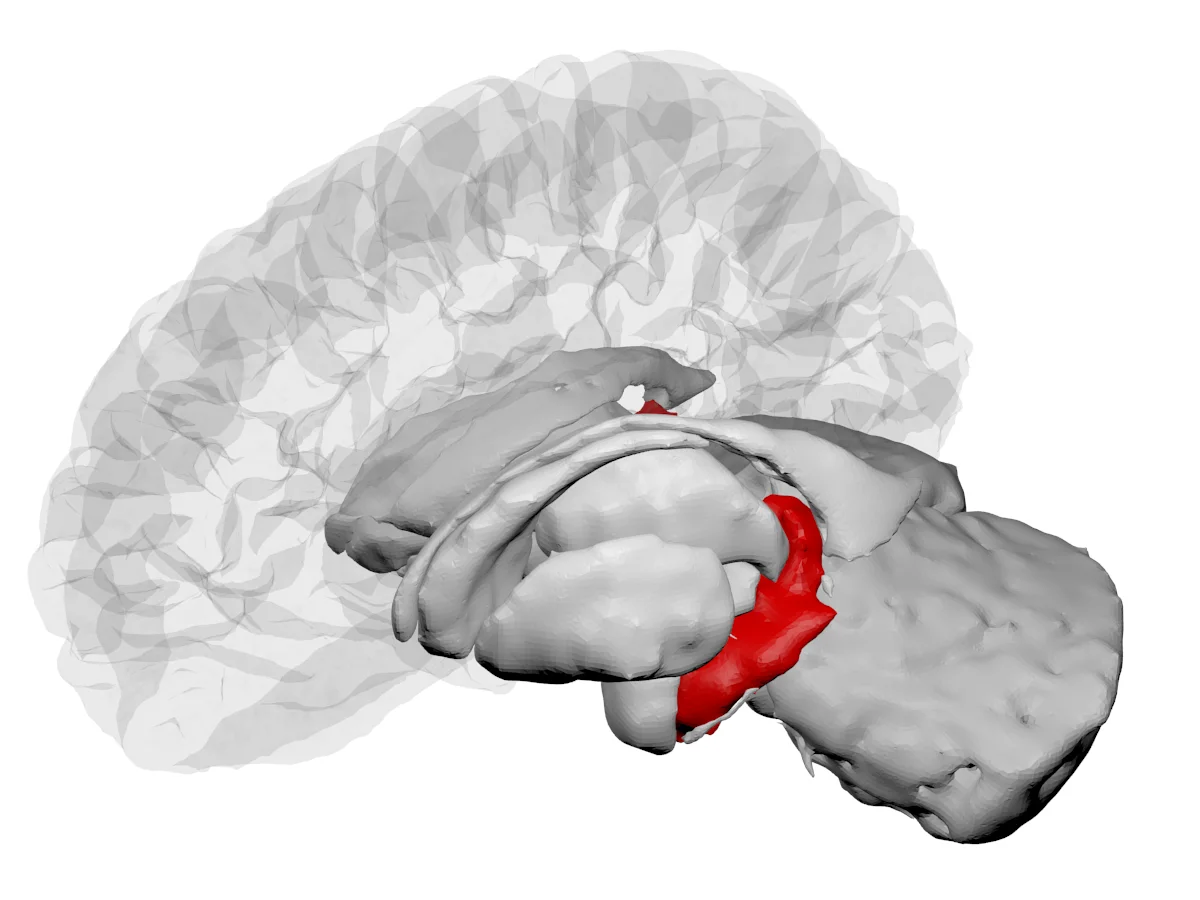 Brain MRI highlighting the hippocampus